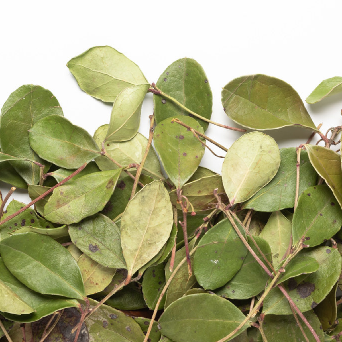 Tisane Thé des bois 20 g - Camellia Sinensis